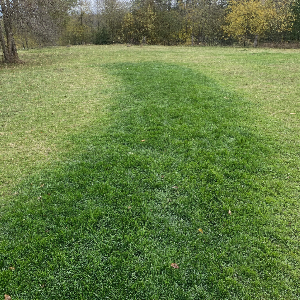 A soggy, unusually green patch of lawn over the drain field of a Bronx home, a sign the septic tank needs pumping